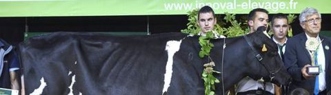 Championne. La formation des juges a évolué. Désormais, sur les rings (ici au Space 2018), la plus grande vache n’est plus forcément sacrée championne. THIERRY PASQUET